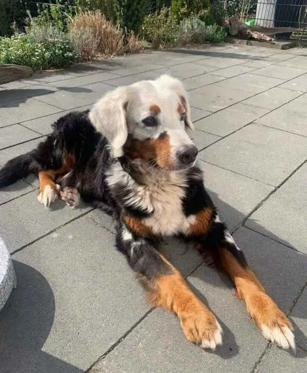 This is Fanny with vitiligo gene defect. Vitiligo is a skin disease that induces a lack of pigmentation in the skin and hair of dogs.