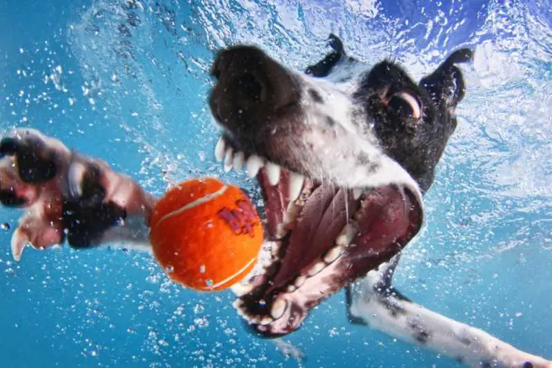 10 Best Photos of Seth Casteel's Award-Winning Underwater Dogs Photography