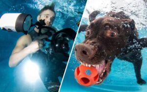 10 Best Photos of Seth Casteel's Award-Winning Underwater Dogs Photography