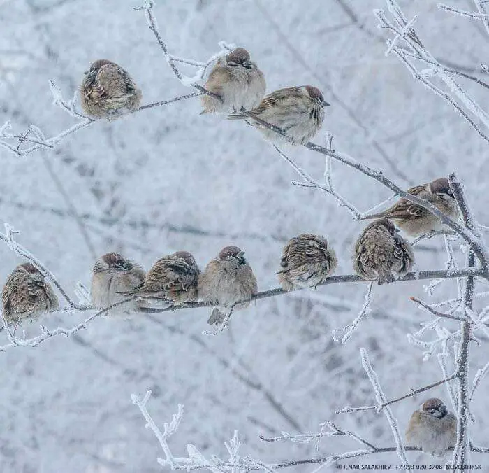 10 Pictures That show How Insanely Cold It is in Russia where we can find the Coldest City in the World