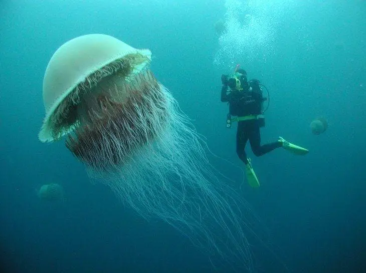 Lion’s Mane Jellyfish: The World’s Largest Jellyfish Ever Recorded