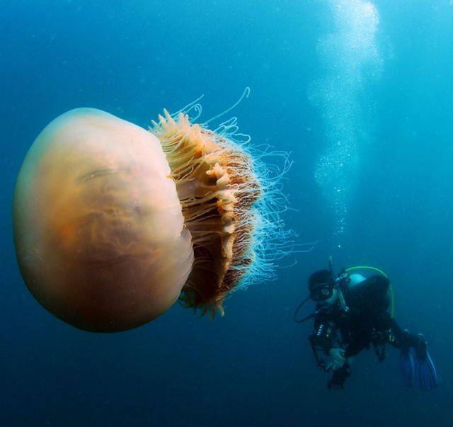 Get mesmerized by the world's largest jellyfish, the Lion's Mane Jellyfish. Dive deep into its features, dangers, benefits and uncover the mystery of these sea creatures today! #Jellyfish #MarineLife #OceanConservation #SeaCreatures