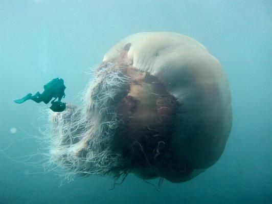 Lion's Mane Jellyfish: The World's Largest Jellyfish Ever Recorded