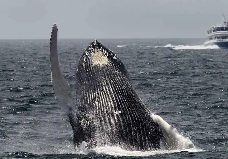 A lobster diver survives after being swallowed by a humpback whale: 'I was completely inside'