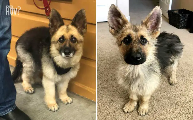 Adult German Shepherds diagnosed with Dwarfism is the Most Adorable thing Ever