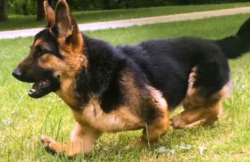 Adult German Shepherds diagnosed with Dwarfism is the Most Adorable thing Ever