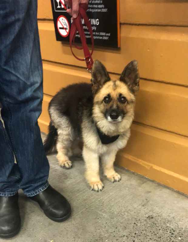 Adult German Shepherds diagnosed with Dwarfism is the Most Adorable thing Ever