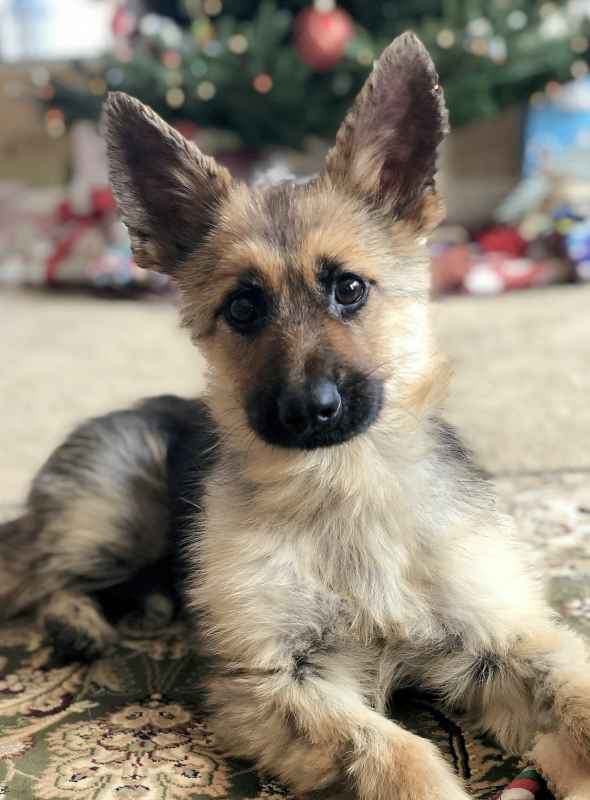 Adult German Shepherds diagnosed with Dwarfism is the Most Adorable thing Ever