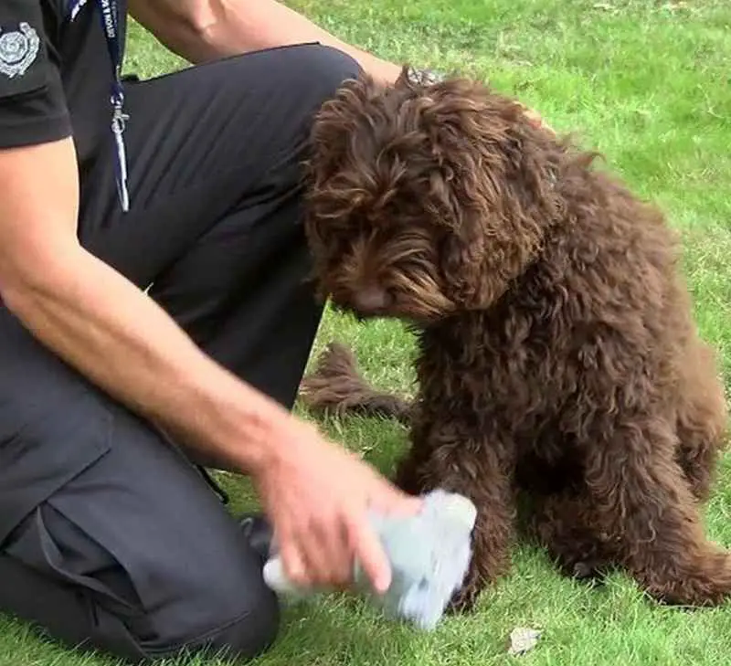 Digby, the 'Defusing' Dog, Saves the Life of a Lady who was Attempting Suicide on a Bridge