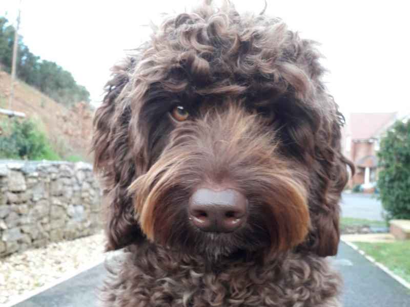 Digby, the 'Defusing' Dog, Saves the Life of a Lady who was Attempting Suicide on a Bridge