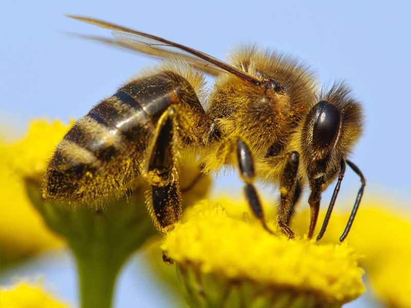How Bees produce Honey?