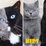 Narnia: A Bicolor Cat has become the Father of Two Kittens With The Same 2 Colors