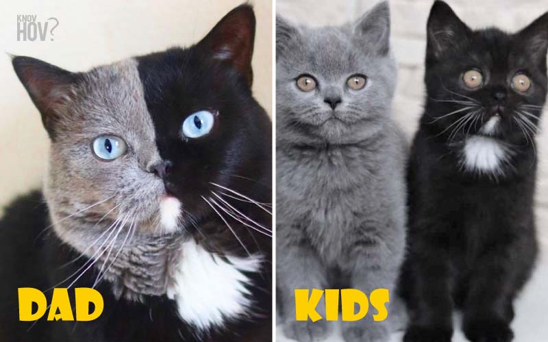 Narnia: A Bicolor Cat has become the Father of Two Kittens With The Same 2 Colors
