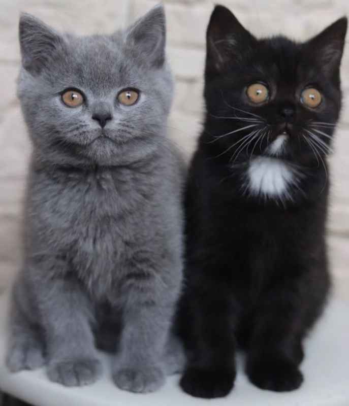 Narnia: A Bicolor Cat has become the Father of Two Kittens With The Same 2 Colors