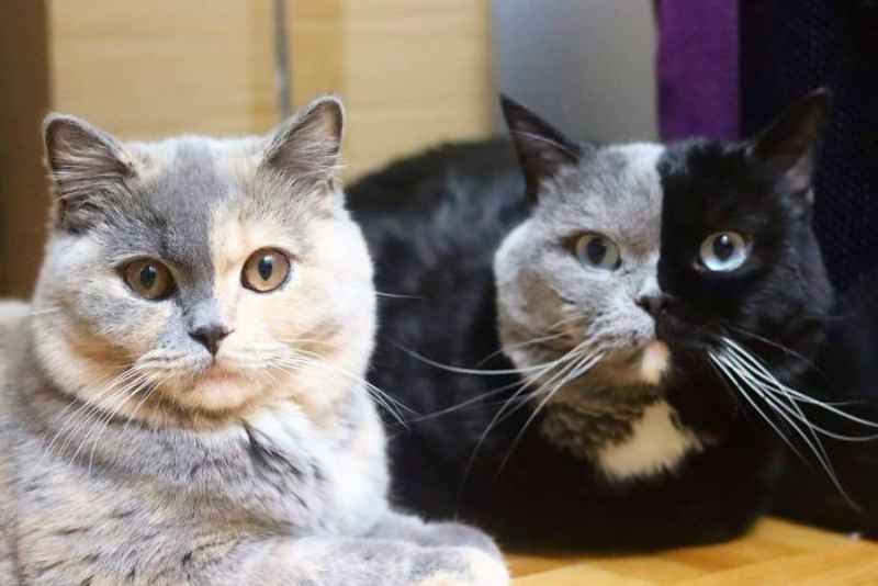 Narnia: A Bicolor Cat has become the Father of Two Kittens With The Same 2 Colors