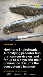 snakehead ecosystem survive