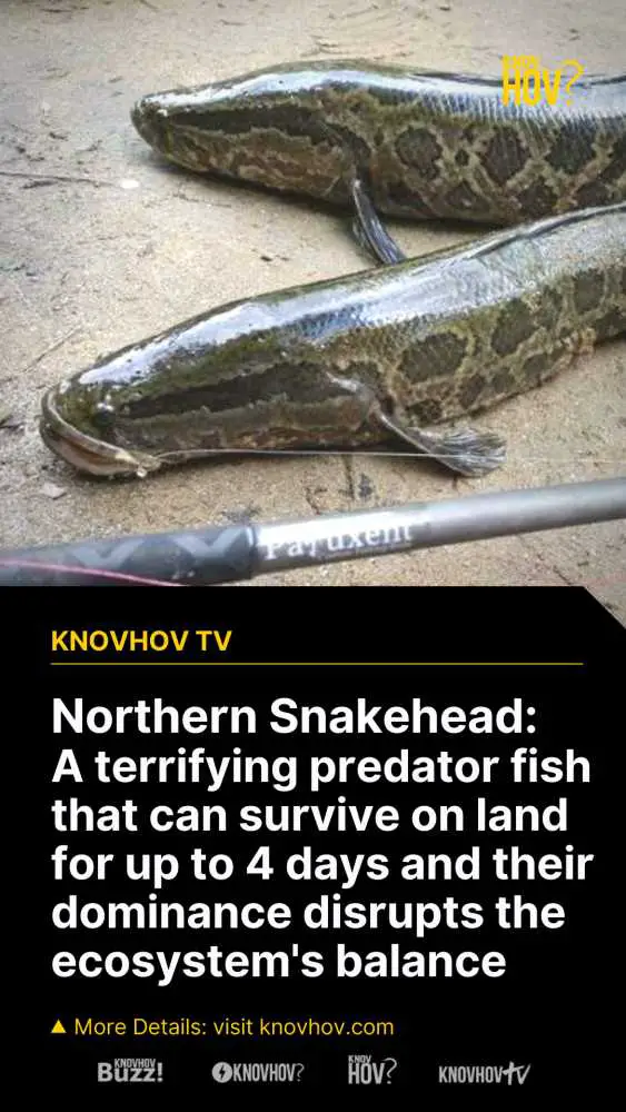 Northern Snakehead A Fish that can Survive on Land & How does the Northern Snakehead affect the Ecosystem