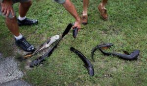 snakehead affect ecosystem