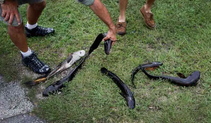 Northern Snakehead A Fish that can Survive on Land & How does the Northern Snakehead affect the Ecosystem