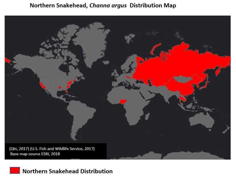 Northern Snakehead A Fish that can Survive on Land & How does the Northern Snakehead affect the Ecosystem