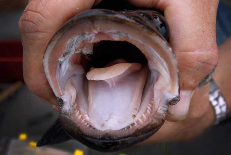 Northern Snakehead A Fish that can Survive on Land & How does the Northern Snakehead affect the Ecosystem