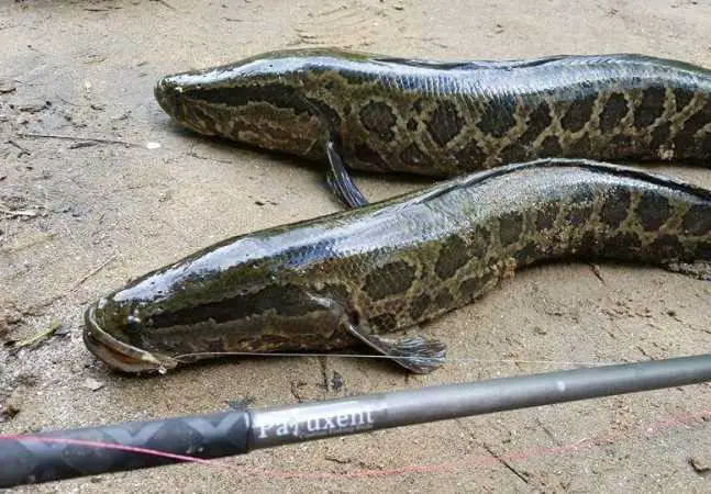 Northern Snakehead: A Fish that can Survive on Land for up to 4 Days
