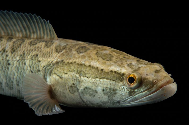 Northern Snakehead A Fish that can Survive on Land & How does the Northern Snakehead affect the Ecosystem