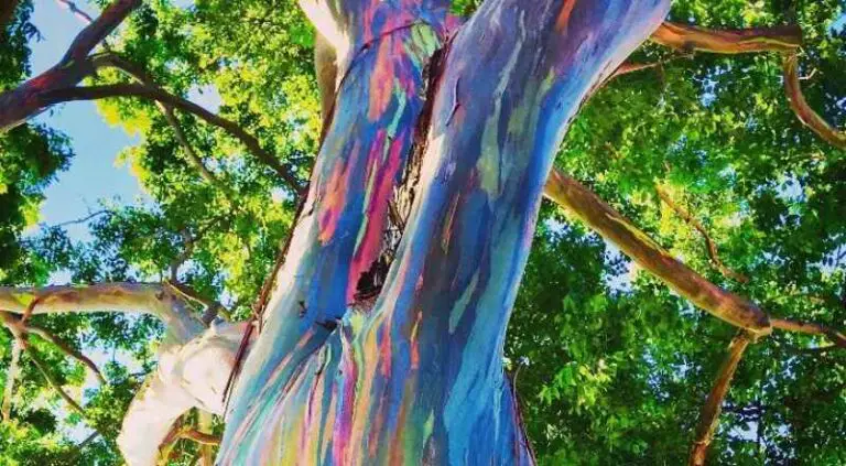 Rainbow Eucalyptus Tree: Why is the Rainbow Eucalyptus Tree Wood Colorful?