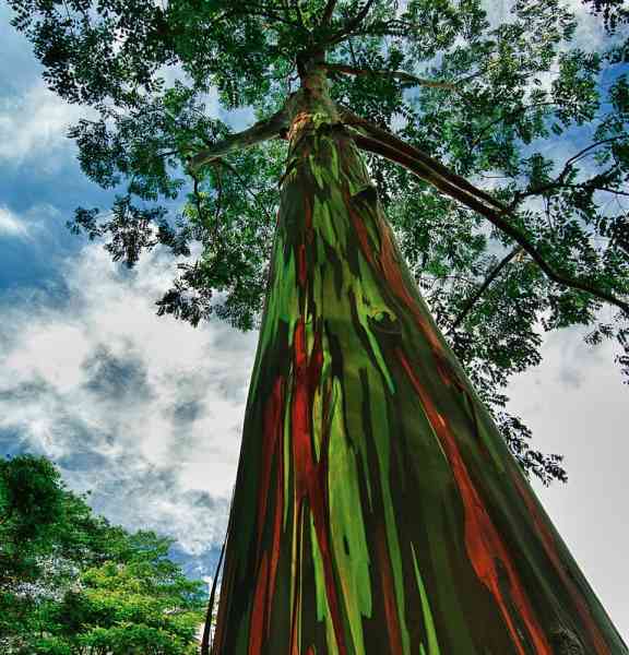 Rainbow Eucalyptus Tree: Why is the Rainbow Eucalyptus Tree Wood Colorful?