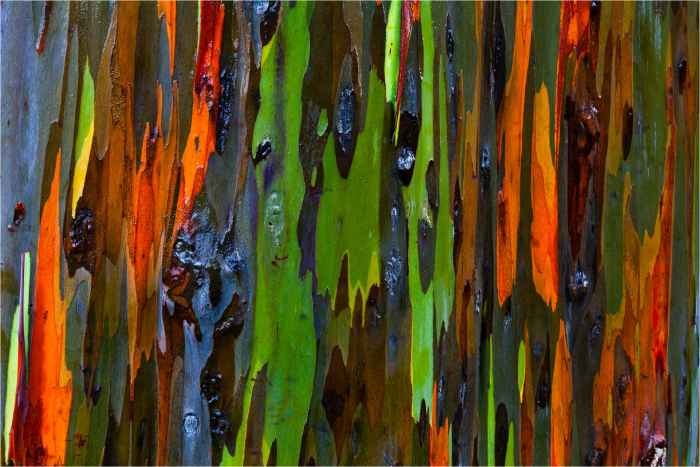 Rainbow Eucalyptus Tree: Why is the Rainbow Eucalyptus Tree Wood Colorful?