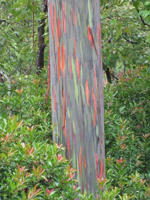 Rainbow Eucalyptus Tree: Why is the Rainbow Eucalyptus Tree Wood Colorful?