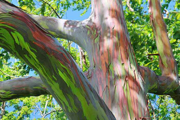 Rainbow Eucalyptus Tree: Why is the Rainbow Eucalyptus Tree Wood Colorful?