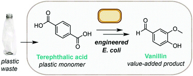 Scientists Convert Plastic Waste Bottles into Vanilla Flavoring Using Genetically Modified Bacteria