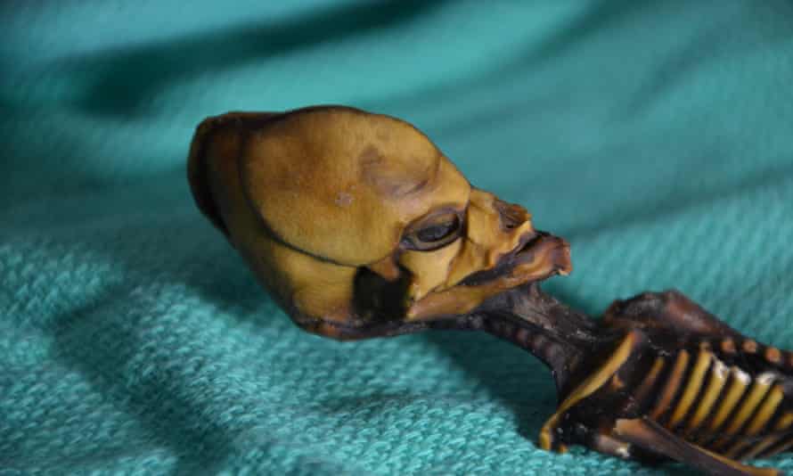 The Tragic Reality of 6-inch-long 'Alien' Skeleton Discovered in Atacama, Chile