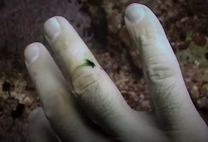 Why Blood appears Green Underwater?