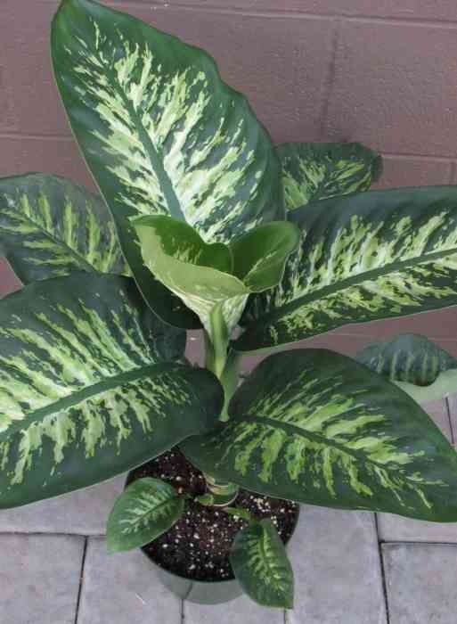 10 Indoor plants which are toxic and not safe for Pets & Cats