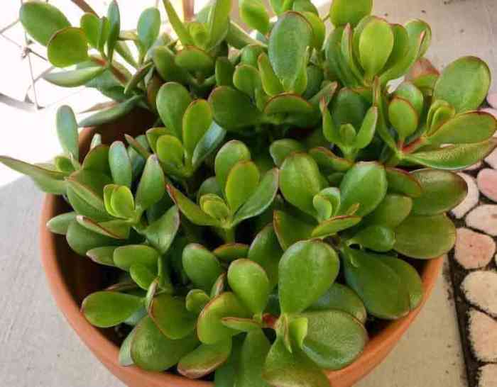 10 Indoor plants which are toxic and not safe for Pets & Cats
