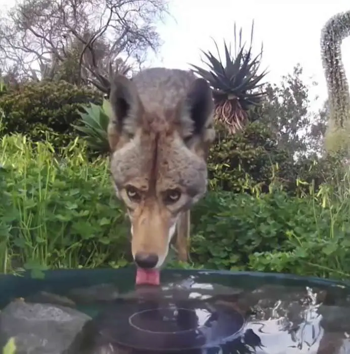 A woman installed a camera in a water fountain in her yard, which captured photos of regular visitors