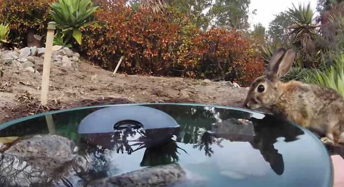 A woman installed a camera in a water fountain in her yard, which captured photos of regular visitors