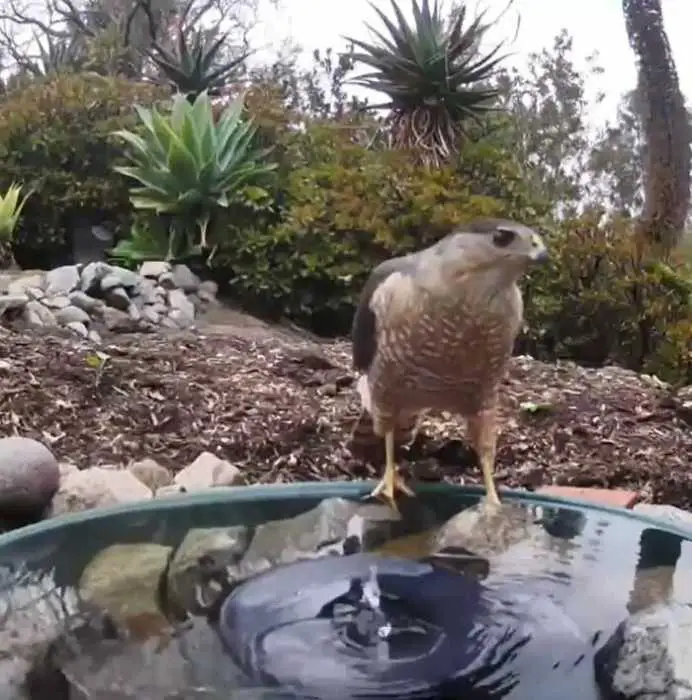 A woman installed a camera in a water fountain in her yard, which captured photos of regular visitors