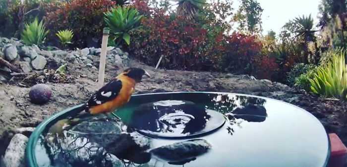 A woman installed a camera in a water fountain in her yard, which captured photos of regular visitors