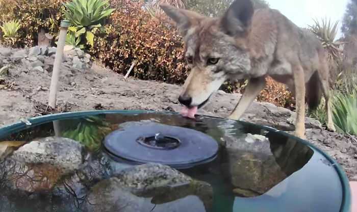 A woman installed a camera in a water fountain in her yard, which captured photos of regular visitors