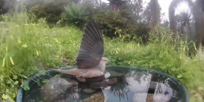 A woman installed a camera in a water fountain in her yard, which captured photos of regular visitors