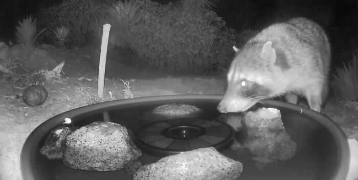 A woman installed a camera in a water fountain in her yard, which captured photos of regular visitors