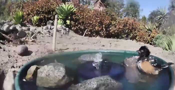 A woman installed a camera in a water fountain in her yard, which captured photos of regular visitors