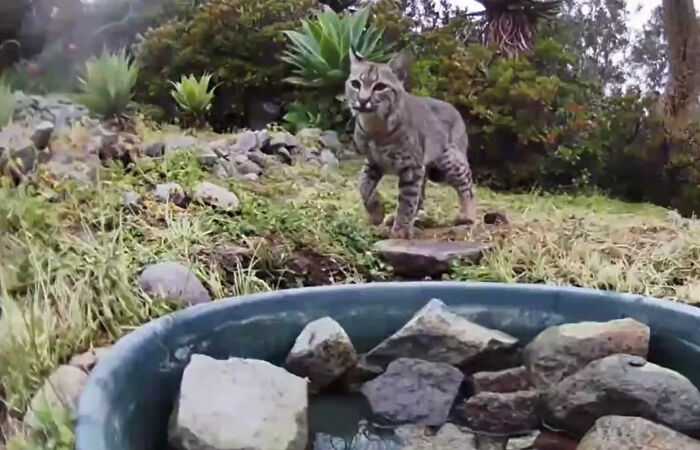 A woman installed a camera in a water fountain in her yard, which captured photos of regular visitors