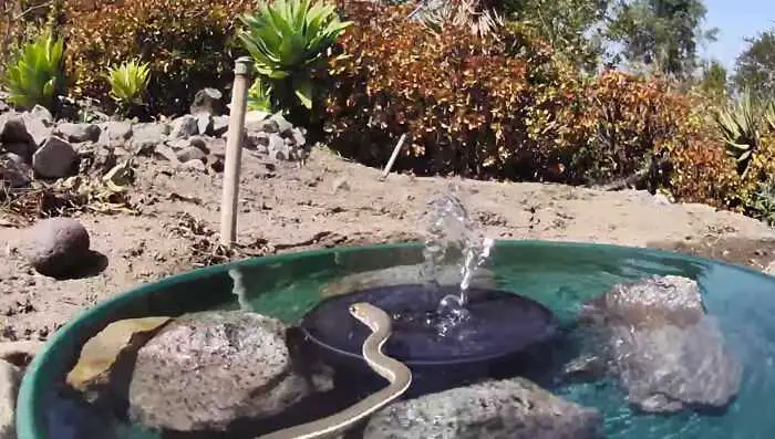 A woman installed a camera in a water fountain in her yard, which captured photos of regular visitors