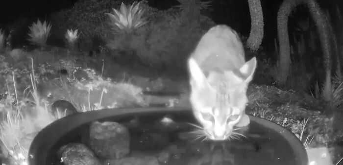 A woman installed a camera in a water fountain in her yard, which captured photos of regular visitors