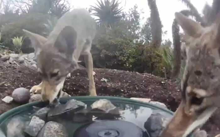 A woman installed a camera in a water fountain in her yard, which captured photos of regular visitors