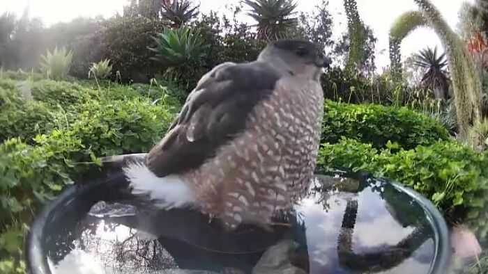 A woman installed a camera in a water fountain in her yard, which captured photos of regular visitors